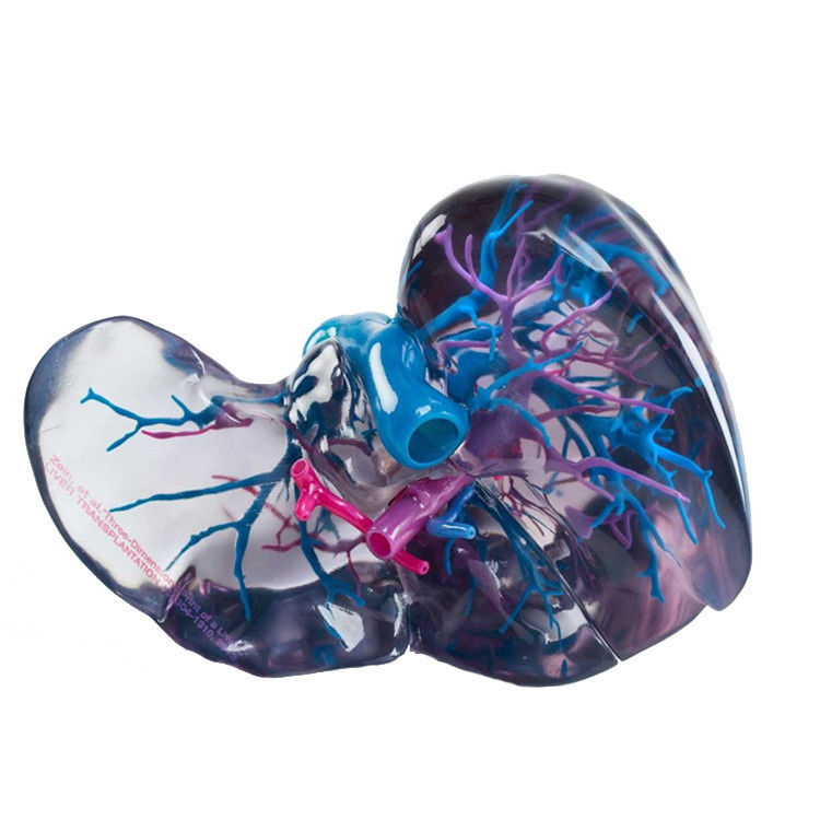 Resin-Material Vollfarb 3D-Druck Polyjet für medizinische STL-Dateien