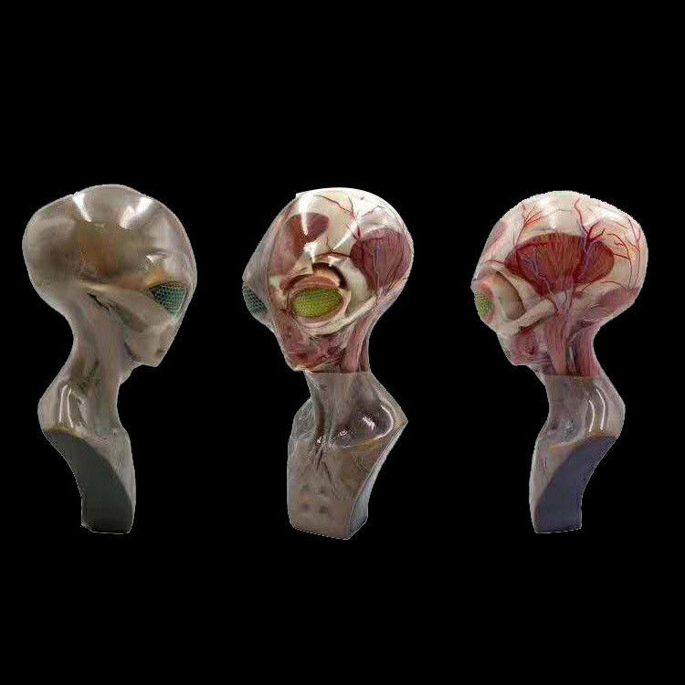 Hochauflösender Mehrfarben-3D-Druckservice | Medizinische Anwendungen mit SLM-Verfahren