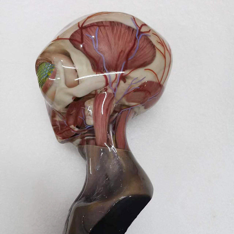 Kunststoff-RESIN Mehrfarbiger 3D-Druck-Service Integrierte Beschichtung Oberfläche